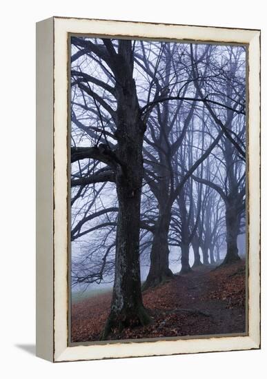 Trees, Black Poplars, Late Autumn-Herbert Kehrer-Framed Premier Image Canvas
