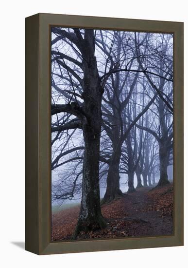 Trees, Black Poplars, Late Autumn-Herbert Kehrer-Framed Premier Image Canvas