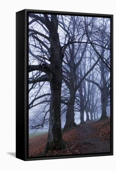 Trees, Black Poplars, Late Autumn-Herbert Kehrer-Framed Premier Image Canvas