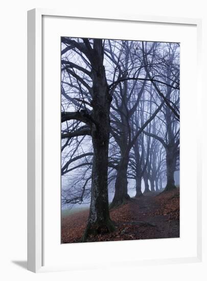 Trees, Black Poplars, Late Autumn-Herbert Kehrer-Framed Photographic Print