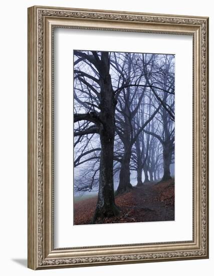 Trees, Black Poplars, Late Autumn-Herbert Kehrer-Framed Photographic Print