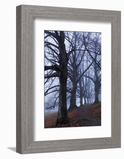 Trees, Black Poplars, Late Autumn-Herbert Kehrer-Framed Photographic Print