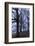 Trees, Black Poplars, Late Autumn-Herbert Kehrer-Framed Photographic Print