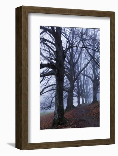 Trees, Black Poplars, Late Autumn-Herbert Kehrer-Framed Photographic Print