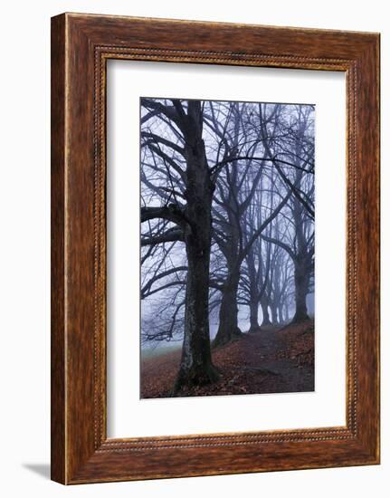 Trees, Black Poplars, Late Autumn-Herbert Kehrer-Framed Photographic Print