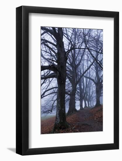 Trees, Black Poplars, Late Autumn-Herbert Kehrer-Framed Photographic Print