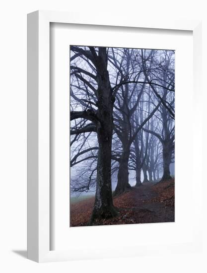 Trees, Black Poplars, Late Autumn-Herbert Kehrer-Framed Photographic Print