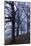 Trees, Black Poplars, Late Autumn-Herbert Kehrer-Mounted Photographic Print