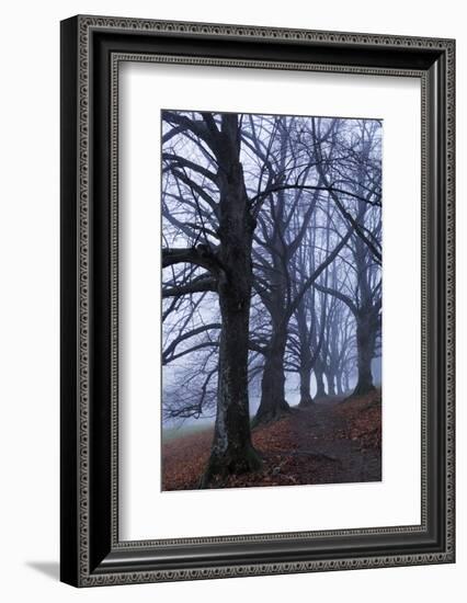 Trees, Black Poplars, Late Autumn-Herbert Kehrer-Framed Photographic Print