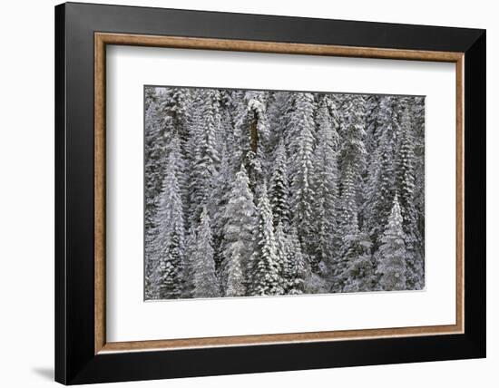 Trees Blanketed with Snow-Darrell Gulin-Framed Photographic Print