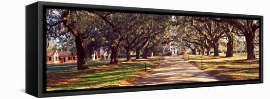 Trees Bots Sided of a Dirt Road, Boone Hall Plantation, Mount Pleasant, Charleston-null-Framed Premier Image Canvas