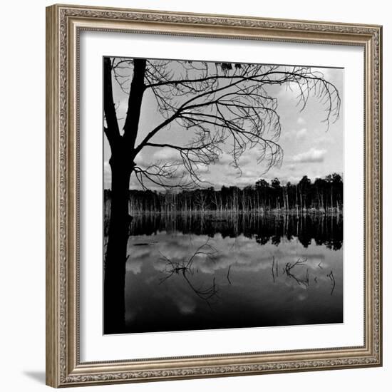 Trees by Lakeshore-David H. Wells-Framed Photographic Print