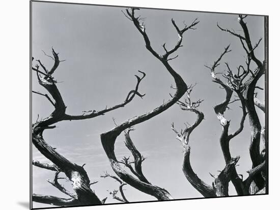 Trees, c. 1935-Brett Weston-Mounted Premium Photographic Print