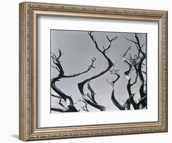 Trees, c. 1935-Brett Weston-Framed Photographic Print