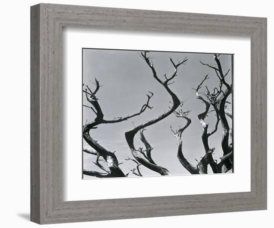 Trees, c. 1935-Brett Weston-Framed Photographic Print