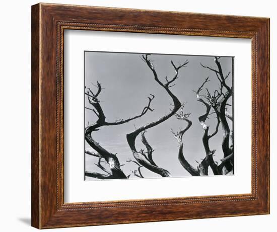 Trees, c. 1935-Brett Weston-Framed Photographic Print