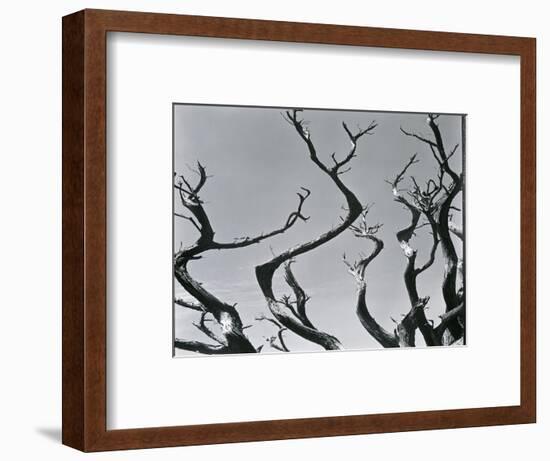 Trees, c. 1935-Brett Weston-Framed Photographic Print