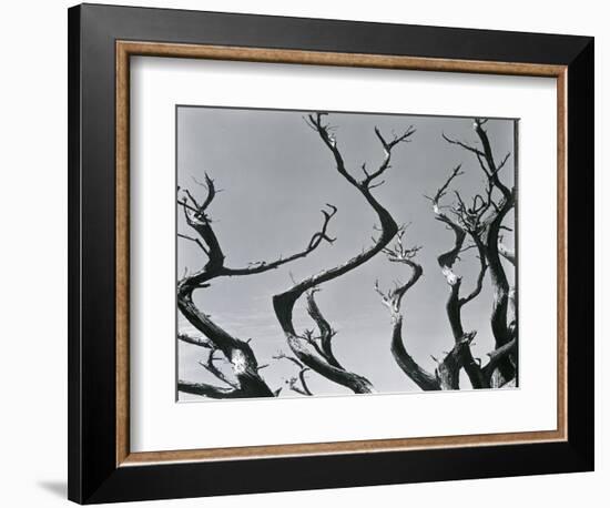 Trees, c. 1935-Brett Weston-Framed Photographic Print