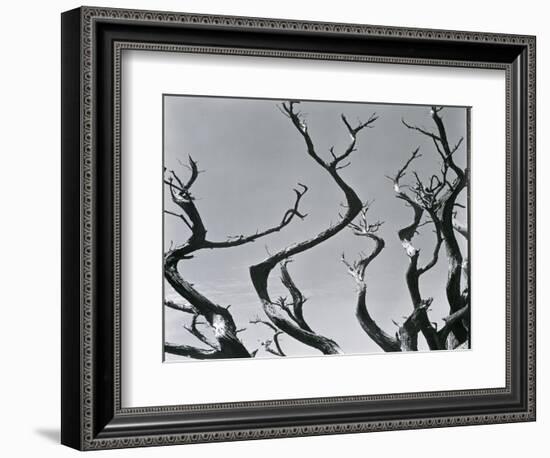 Trees, c. 1935-Brett Weston-Framed Photographic Print