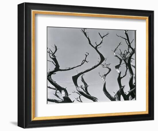 Trees, c. 1935-Brett Weston-Framed Photographic Print