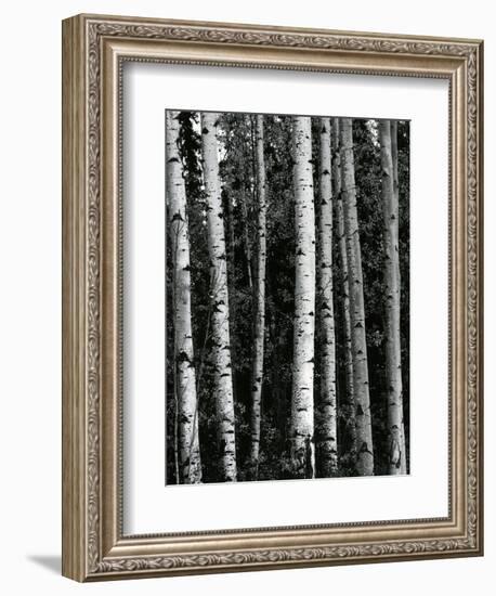 Trees, c. 1970-Brett Weston-Framed Photographic Print