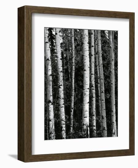 Trees, c. 1970-Brett Weston-Framed Photographic Print