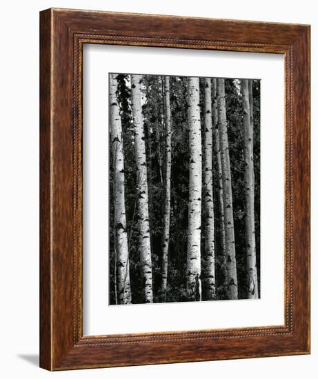 Trees, c. 1970-Brett Weston-Framed Photographic Print