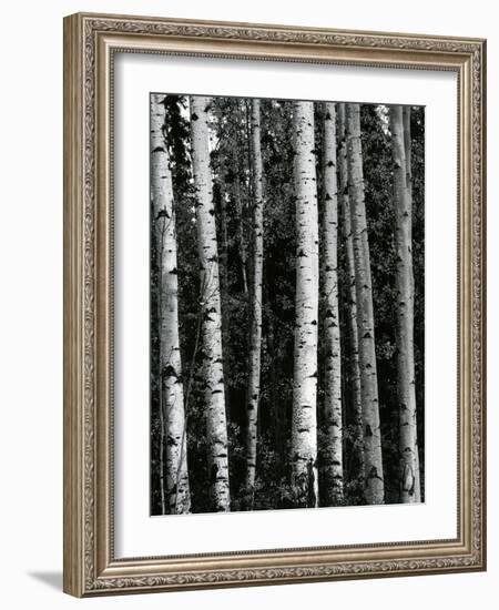 Trees, c. 1970-Brett Weston-Framed Photographic Print