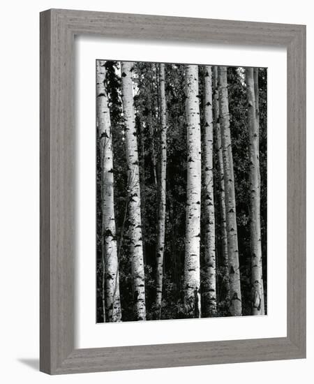 Trees, c. 1970-Brett Weston-Framed Photographic Print