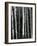 Trees, c. 1970-Brett Weston-Framed Photographic Print