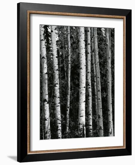 Trees, c. 1970-Brett Weston-Framed Photographic Print