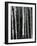 Trees, c. 1970-Brett Weston-Framed Photographic Print