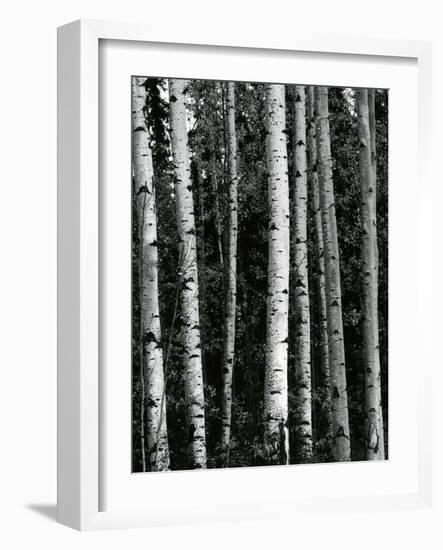 Trees, c. 1970-Brett Weston-Framed Photographic Print