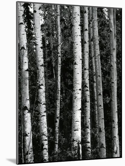 Trees, c. 1970-Brett Weston-Mounted Photographic Print