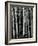 Trees, c. 1970-Brett Weston-Framed Photographic Print