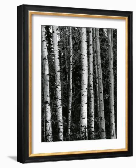 Trees, c. 1970-Brett Weston-Framed Photographic Print