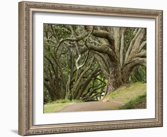 Trees, Central Park, Auckland, New Zealand-Gavriel Jecan-Framed Photographic Print