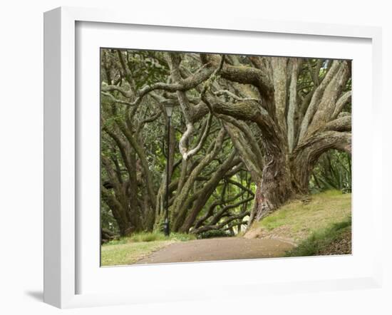 Trees, Central Park, Auckland, New Zealand-Gavriel Jecan-Framed Photographic Print