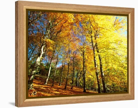 Trees Covered in Yellow Autumn Leaves, Jasmund National Park, Island of Ruegen, Germany-Christian Ziegler-Framed Premier Image Canvas