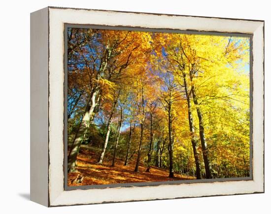 Trees Covered in Yellow Autumn Leaves, Jasmund National Park, Island of Ruegen, Germany-Christian Ziegler-Framed Premier Image Canvas