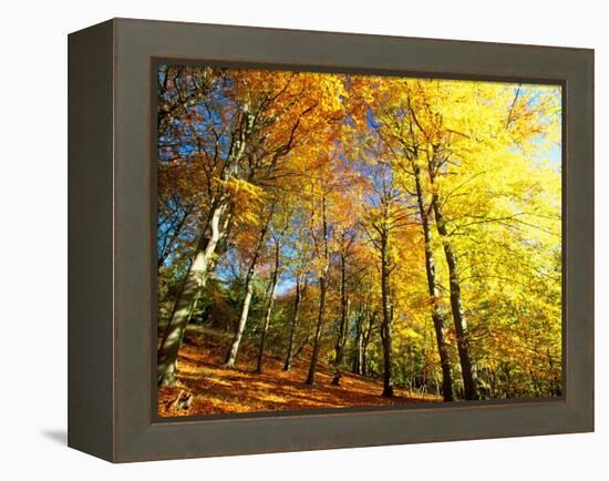 Trees Covered in Yellow Autumn Leaves, Jasmund National Park, Island of Ruegen, Germany-Christian Ziegler-Framed Premier Image Canvas