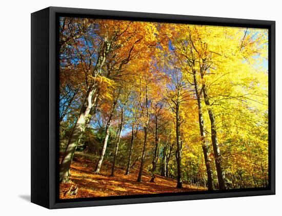 Trees Covered in Yellow Autumn Leaves, Jasmund National Park, Island of Ruegen, Germany-Christian Ziegler-Framed Premier Image Canvas