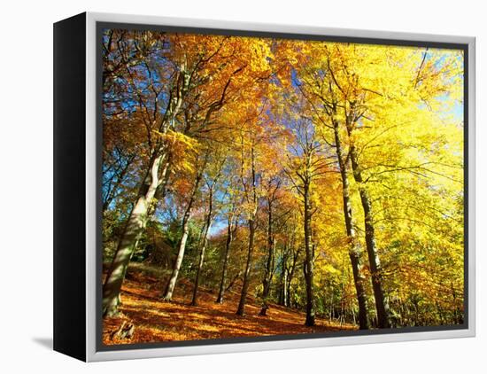 Trees Covered in Yellow Autumn Leaves, Jasmund National Park, Island of Ruegen, Germany-Christian Ziegler-Framed Premier Image Canvas