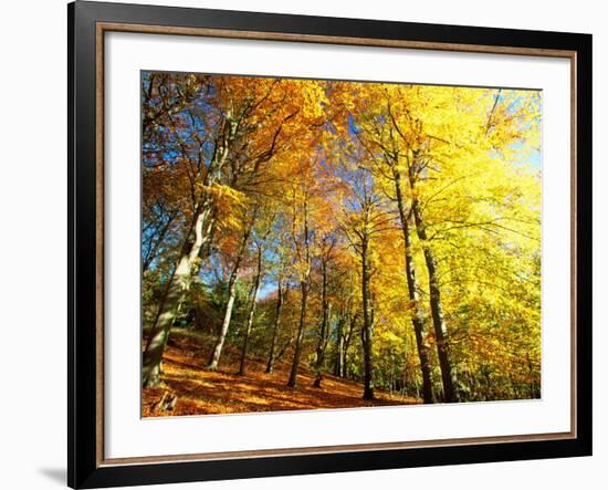 Trees Covered in Yellow Autumn Leaves, Jasmund National Park, Island of Ruegen, Germany-Christian Ziegler-Framed Photographic Print