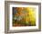 Trees Covered in Yellow Autumn Leaves, Jasmund National Park, Island of Ruegen, Germany-Christian Ziegler-Framed Photographic Print