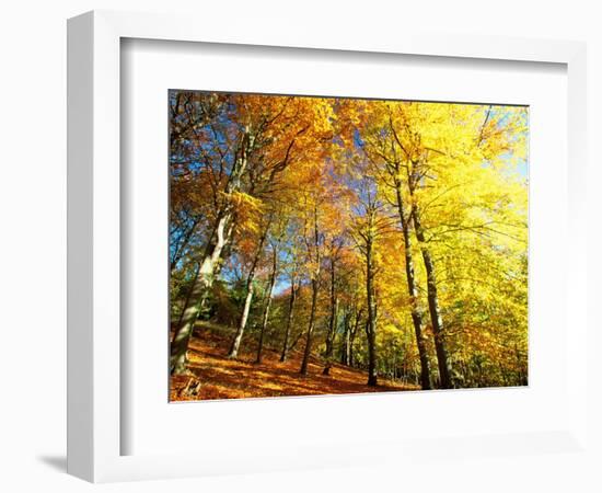 Trees Covered in Yellow Autumn Leaves, Jasmund National Park, Island of Ruegen, Germany-Christian Ziegler-Framed Photographic Print