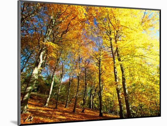 Trees Covered in Yellow Autumn Leaves, Jasmund National Park, Island of Ruegen, Germany-Christian Ziegler-Mounted Photographic Print