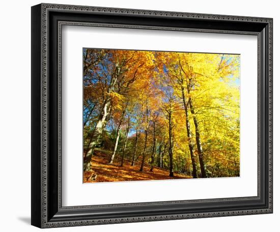 Trees Covered in Yellow Autumn Leaves, Jasmund National Park, Island of Ruegen, Germany-Christian Ziegler-Framed Photographic Print