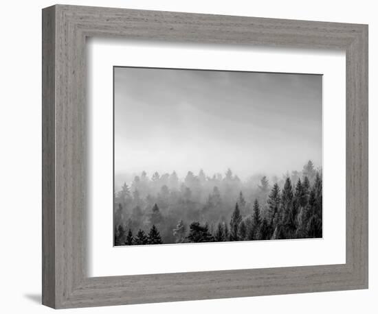 Trees covered with fog in Autumn, Baden Wurttemberg, Germany-Panoramic Images-Framed Photographic Print