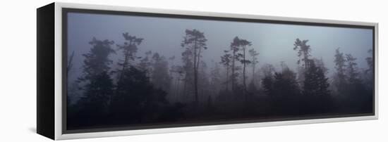 Trees Covered with Fog, Whidbey Island, Island County, Washington State, USA-null-Framed Premier Image Canvas